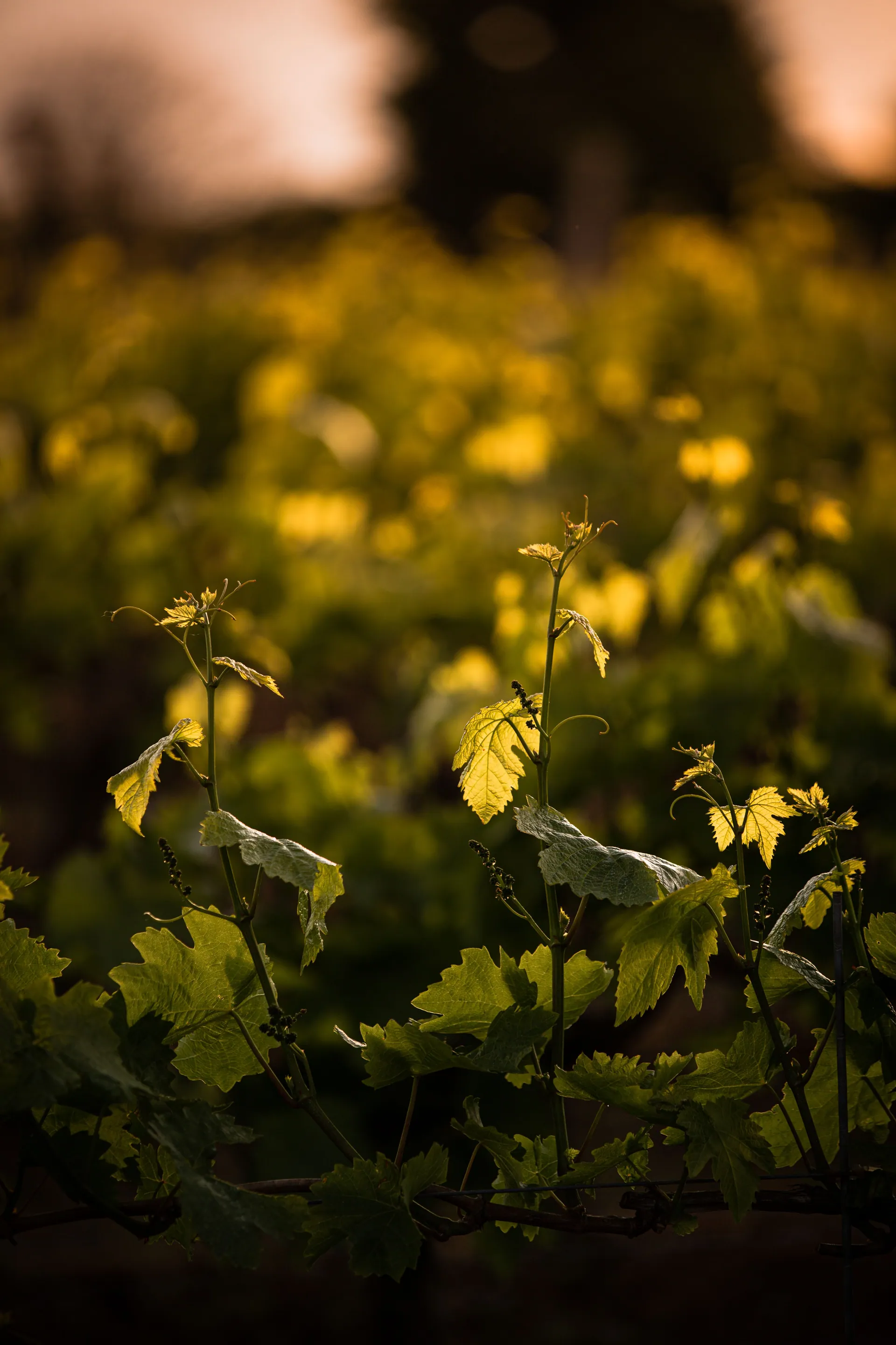 Les vignes de Patrimonio, route des vins du Cap Corse